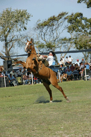 Fiesta Veterano